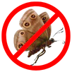 Moth Control Moorabbin
